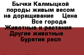 Бычки Калмыцкой породы живым весом на доращивание. › Цена ­ 135 - Все города Животные и растения » Другие животные   . Бурятия респ.